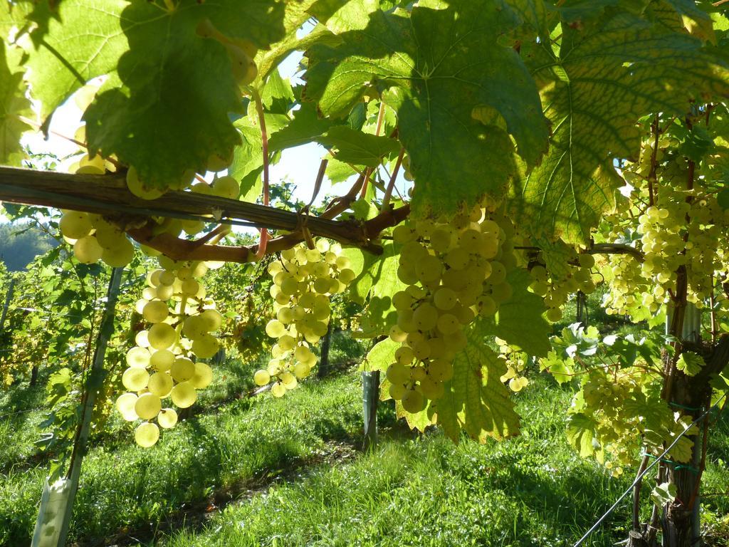 Weingut- Gaestezimmer Marko 루트스카치 외부 사진