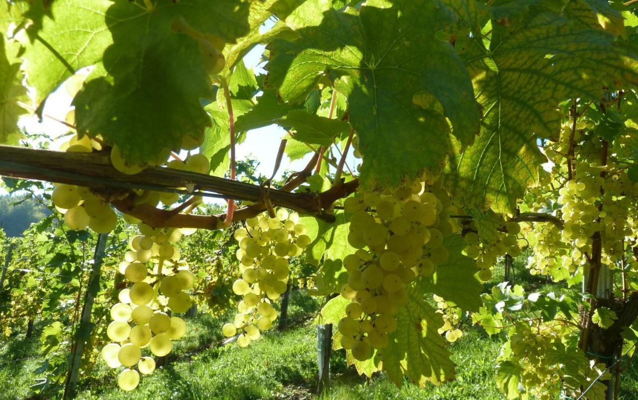 Weingut- Gaestezimmer Marko 루트스카치 외부 사진