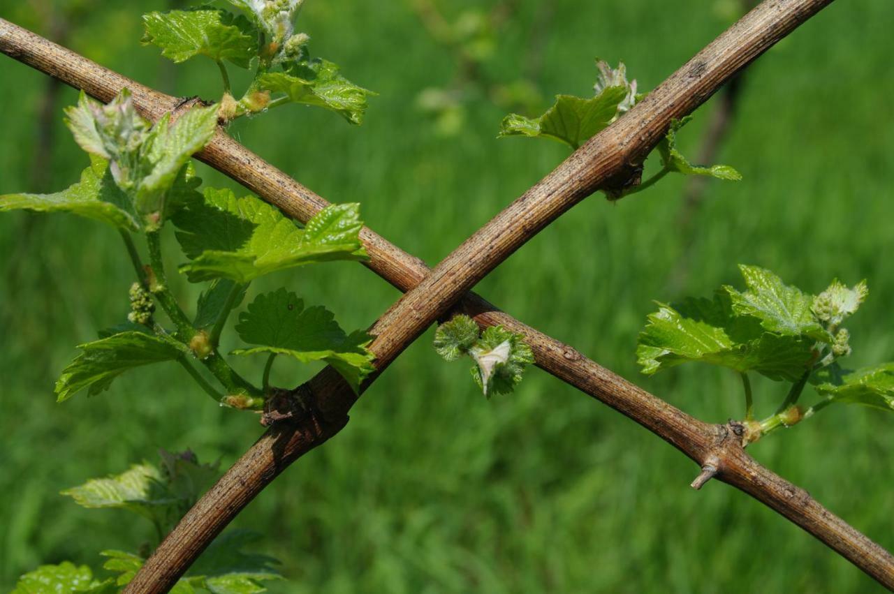 Weingut- Gaestezimmer Marko 루트스카치 외부 사진