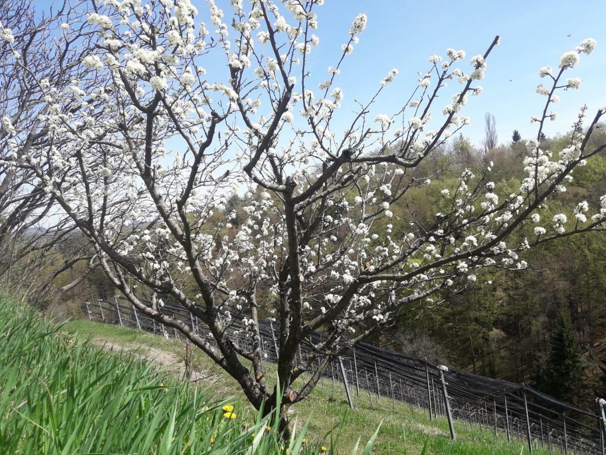Weingut- Gaestezimmer Marko 루트스카치 외부 사진